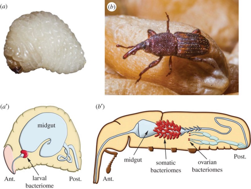 Glyphosat, Bakterien und Insektenschwund — ein neues Argument im Glyphosat-Streit?